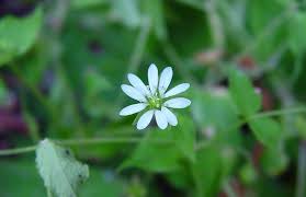 Attēlu rezultāti vaicājumam “Myosoton aquaticum”