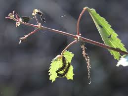 Attēlu rezultāti vaicājumam “Araschnia levana upperside”