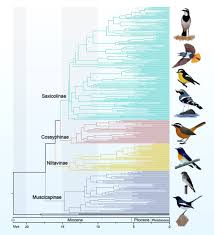 Attēlu rezultāti vaicājumam “Muscicapidae”