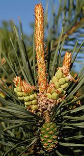 Attēlu rezultāti vaicājumam “Pinus sylvestris male flower”