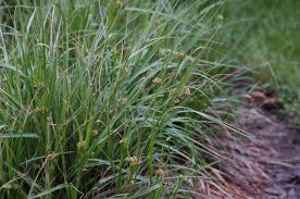 Attēlu rezultāti vaicājumam “Luzula luzuloides”