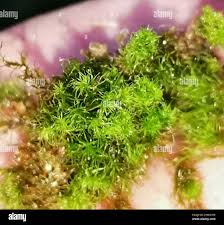 Attēlu rezultāti vaicājumam “Dicranum montanum sporophyte”