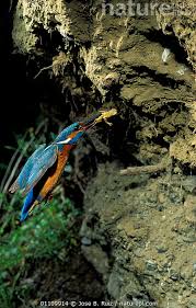 Attēlu rezultāti vaicājumam “Alcedo atthis nest”