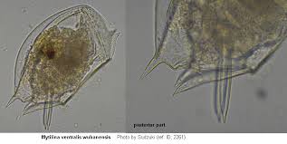 Attēlu rezultāti vaicājumam “Mucronella subtilis”