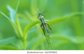 Attēlu rezultāti vaicājumam “Tettigoniodea”