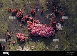 Attēlu rezultāti vaicājumam “Arcyria minuta stalked”