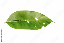 Attēlu rezultāti vaicājumam “Diprion pini male”