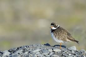 Attēlu rezultāti vaicājumam “Charadrius hiaticula adult”