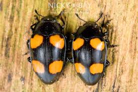 Attēlu rezultāti vaicājumam “Erotylidae”