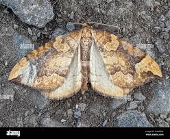 Attēlu rezultāti vaicājumam “Eulithis populata”