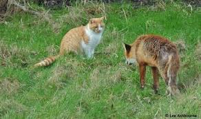 Attēlu rezultāti vaicājumam “Felis silvestris catus juvenile”