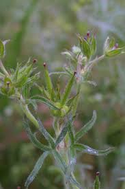 Attēlu rezultāti vaicājumam “Geranium dissectum fruit”