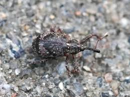 Attēlu rezultāti vaicājumam “Anthonomus pomorum”