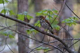 Image result for Hylocichla mustelina