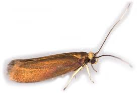 Attēlu rezultāti vaicājumam “Roeslerstammia erxlebella”