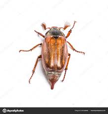 Attēlu rezultāti vaicājumam “Amphimallon solstitiale imago”