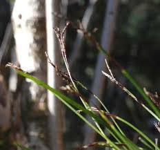 Attēlu rezultāti vaicājumam “Carex digitata flower”