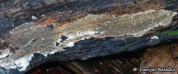 Attēlu rezultāti vaicājumam “Coniophora puteana”