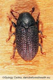 Attēlu rezultāti vaicājumam “Dendrophagus crenatus”