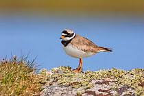 Attēlu rezultāti vaicājumam “Charadrius hiaticula adult”