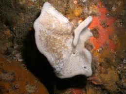 Attēlu rezultāti vaicājumam “Spongia”