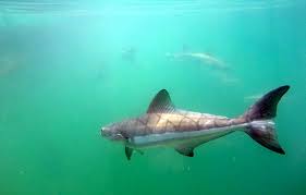 Image result for Rachycentron canadum