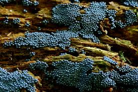 Attēlu rezultāti vaicājumam “Cribraria argillacea macro”