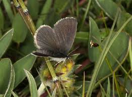 Attēlu rezultāti vaicājumam “Cupido minimus underside”