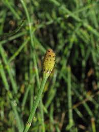 Attēlu rezultāti vaicājumam “Equisetum variegatum”
