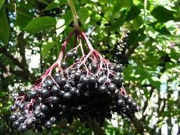 Attēlu rezultāti vaicājumam “Sambucus nigra fruit”