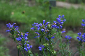 Attēlu rezultāti vaicājumam “Dracocephalum ruyschiana”