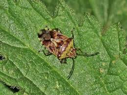 Attēlu rezultāti vaicājumam “Elasmucha grisea”