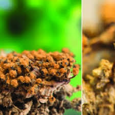 Attēlu rezultāti vaicājumam “Physarum notabile macro”