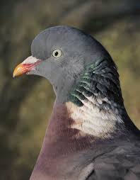 Attēlu rezultāti vaicājumam “Columba palumbus”