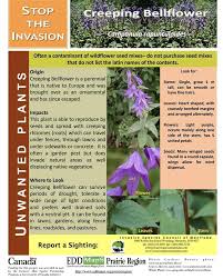 Attēlu rezultāti vaicājumam “Campanula rapunculoides bud”