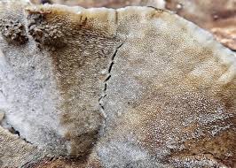 Attēlu rezultāti vaicājumam “Trametes hirsuta”