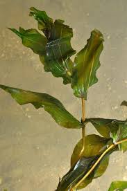 Attēlu rezultāti vaicājumam “Potamogeton praelongus leaf”