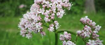 Image result for Baldrian