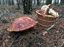 Attēlu rezultāti vaicājumam “Boletus pinophilus”