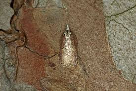 Attēlu rezultāti vaicājumam “Acleris cristana”