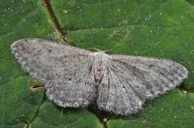 Attēlu rezultāti vaicājumam “Idaea seriata”