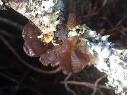 Attēlu rezultāti vaicājumam “Exidia recisa”