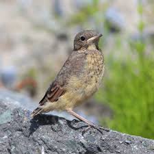 Image result for Anthus spinoletta