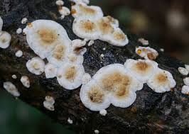 Attēlu rezultāti vaicājumam “Plicatura nivea”