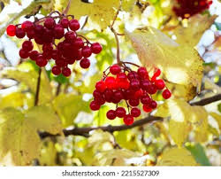 Attēlu rezultāti vaicājumam “Viburnum opulus fruit”