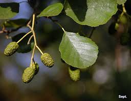 Attēlu rezultāti vaicājumam “Alnus glutinosa”