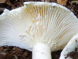 Attēlu rezultāti vaicājumam “Lactarius bertillonii”