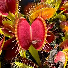 Attēlu rezultāti vaicājumam “Diachea muscorum”