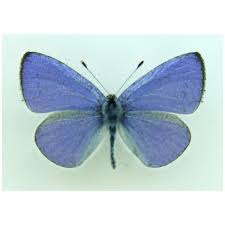 Attēlu rezultāti vaicājumam “Celastrina argiolus underside”