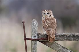 Attēlu rezultāti vaicājumam “Strix aluco”